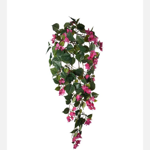 Bougainvillea, hngeplante
