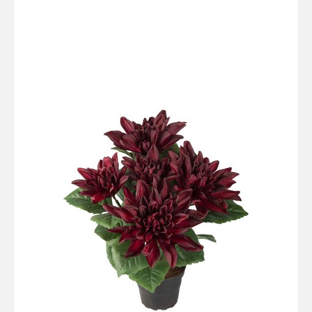 Dahlia i potte, dyb rd