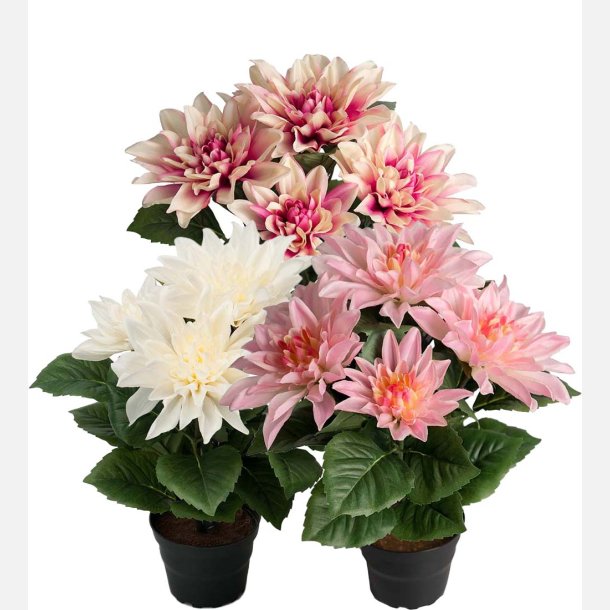 Dahlia i potte