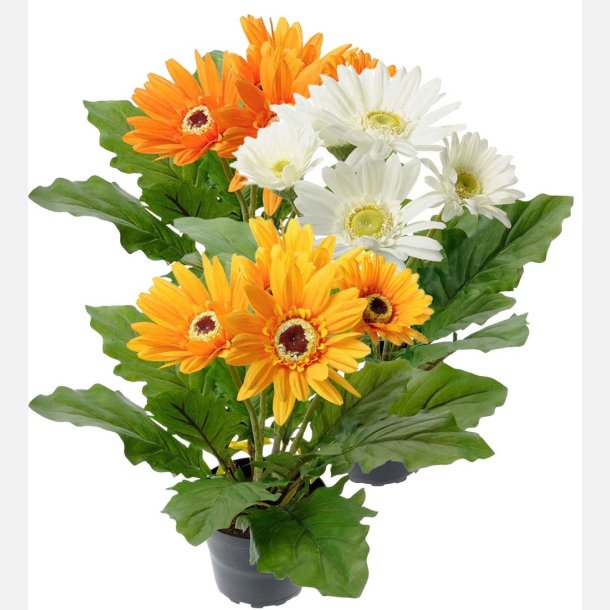  Gerbera i potte