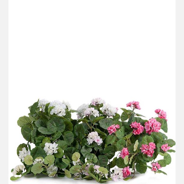 Hngende pelargonium