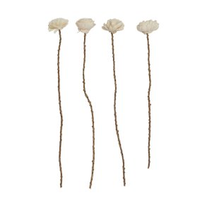 Blomst sola stilk, stor hvid