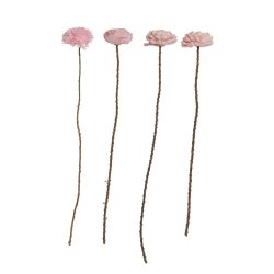 Blomst stilk sola, stor lyserd