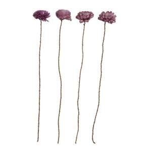 Blomst sola stilk, stor lilla