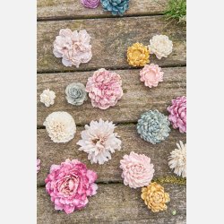 Blomsterhoved sola, lille hvid