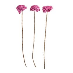 Blomst stilk sola, stor rosa