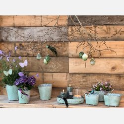 Lily zinkpotter, Mint