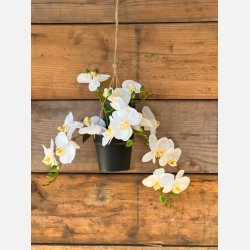  Kunstig hngende orkid, 6 stilke i hvid