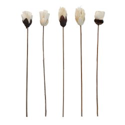 Blomst stilk sola, lille hvid