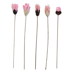 Blomst stilk sola, lille rosa