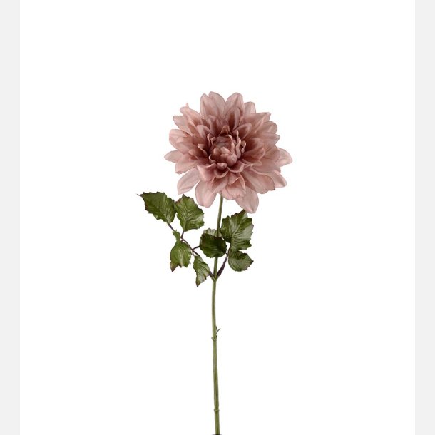  Dahlia, rosa