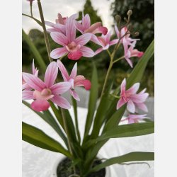 Kunstig orkid, rosa/hvid