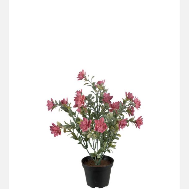  Sukkulent 30 cm