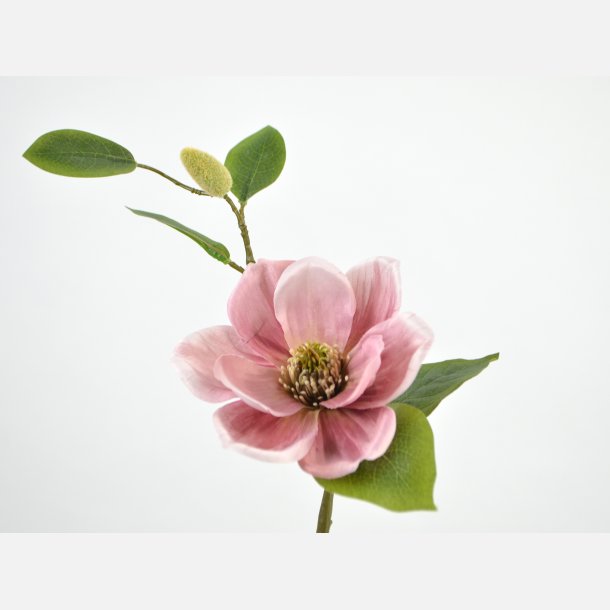 Magnolia, 1 blomst pink