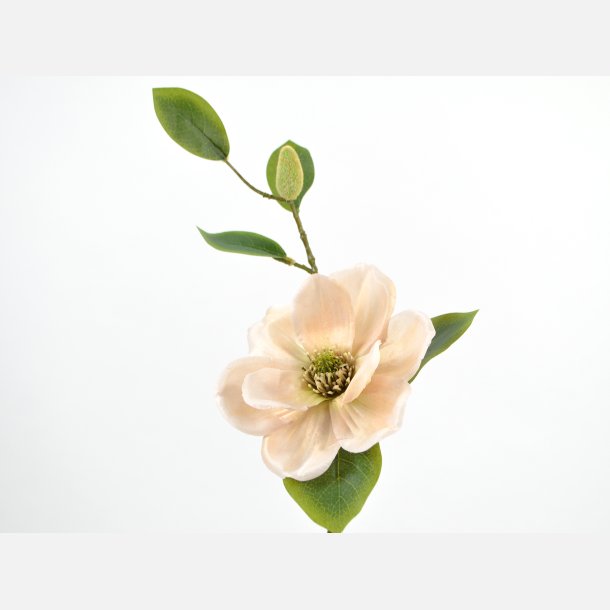 Magnolia, 1 blomst, beige