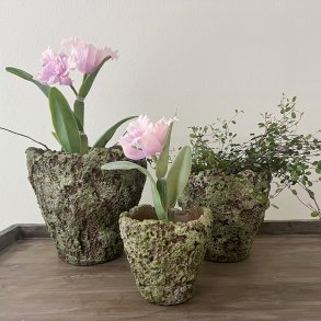 Orkid i potte, stor lyserd