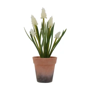 Perlehyacint i potte, hvid