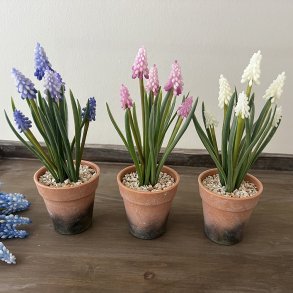 Perlehyacint i potte, bl