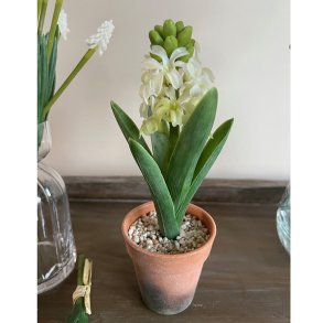 Hyacint i potte, hvid