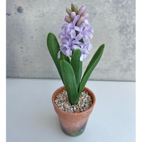 Hyacint i potte, lilla