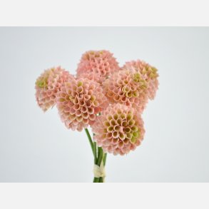 Dahlia, bundt 7 stk., pink