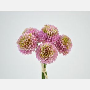 Dahlia, bundt 7 stk., mauve/grn