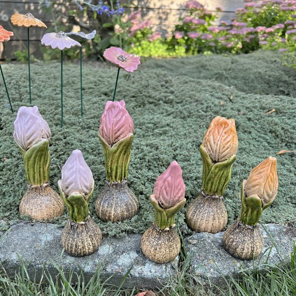 Tulipanlg, lilla