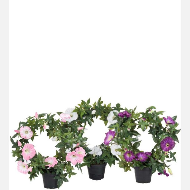 Petunia i potte, ring