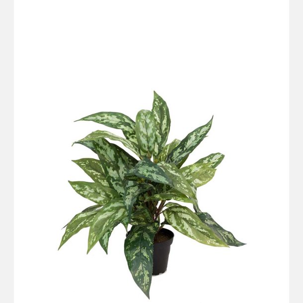 Grn plante i potte, hvid -grn