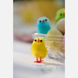 Kylling 4 ass farver plys pakning m/8 stk