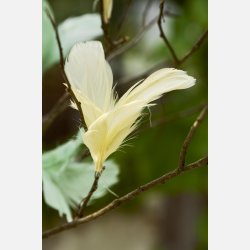 Pyntefjer 2 ass farver gul og st�vgr�n m/wire