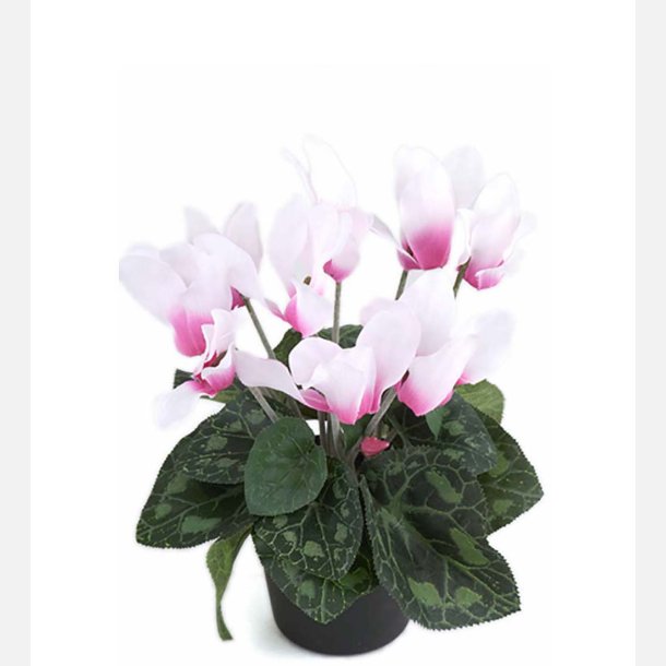 Alpeviol i potte, pink