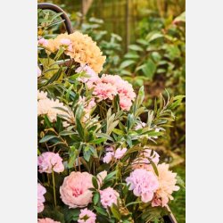 Dahlia m/5 blomster i potte