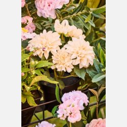 Dahlia m/5 blomster i potte