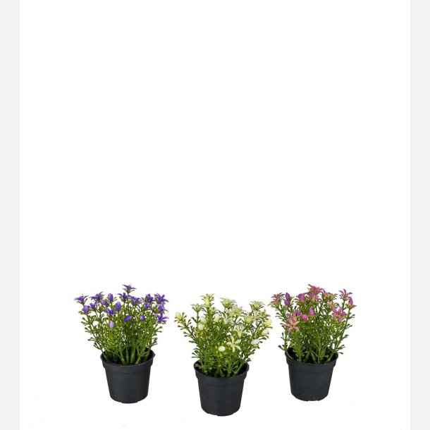 Mini blomster i potte