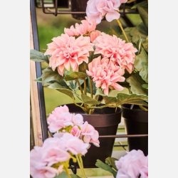 Dahlia m/5 blomster i potte