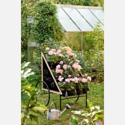 Dahlia m/5 blomster i potte