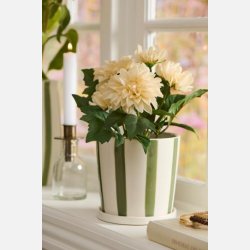 Dahlia m/5 blomster i potte