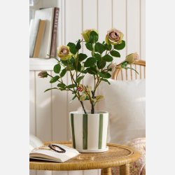 Rose m/5 blomster og 4 knopper 