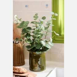 Eukalyptus i potte