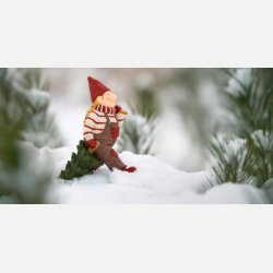 Ribenisserne Freja m/juletr�