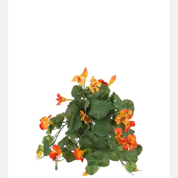 Brndkarse, orange