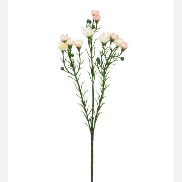 Voksblomst, lyserd