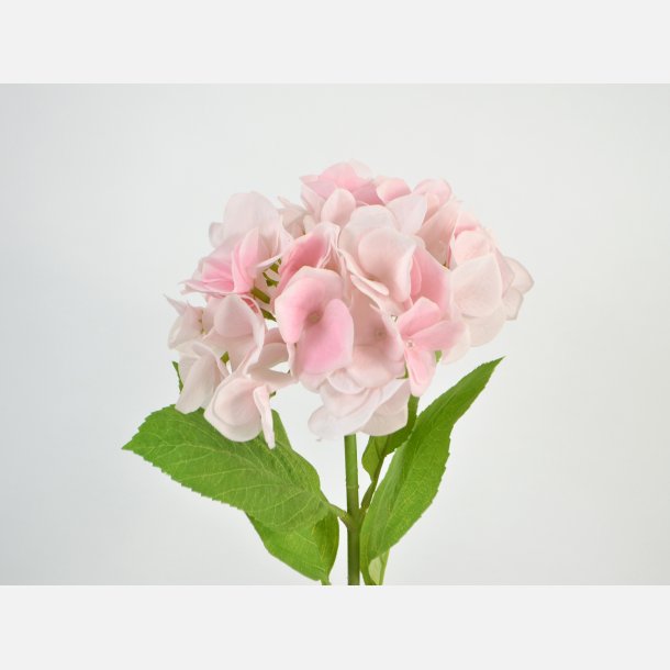 Hortensia, lys pink