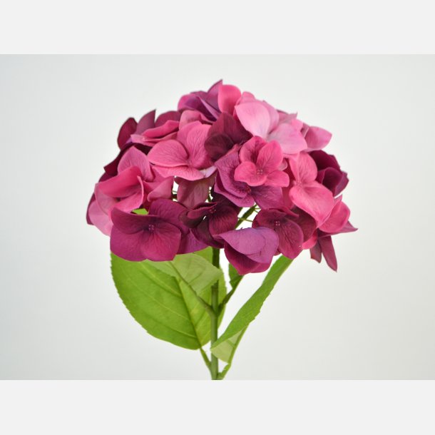 Hortensia, rosa