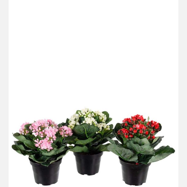 Kalanchoe i potte
