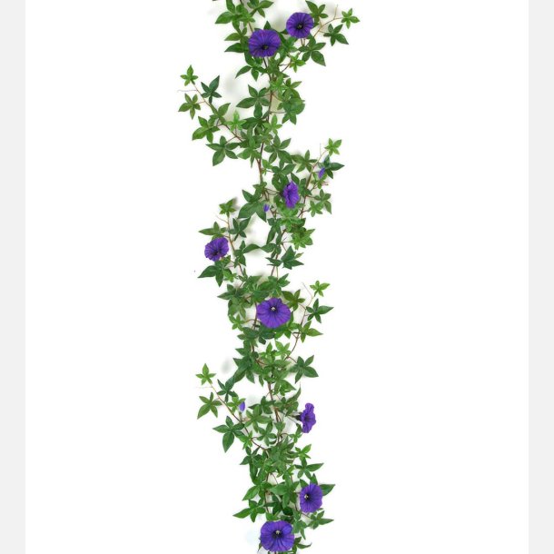 Ranke lilla petunia