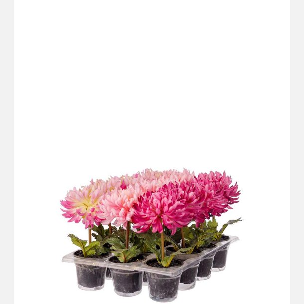  Mini Krysantemum i potte