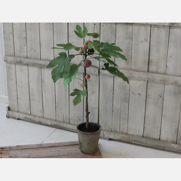 Fleur Figentr