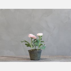 Fleur Ranunkel i gl. keramik potte
